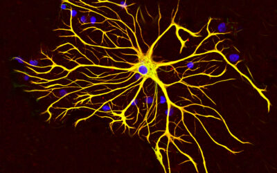 Astrocytes: Unlocking New Avenues for Alzheimer’s Disease Treatment